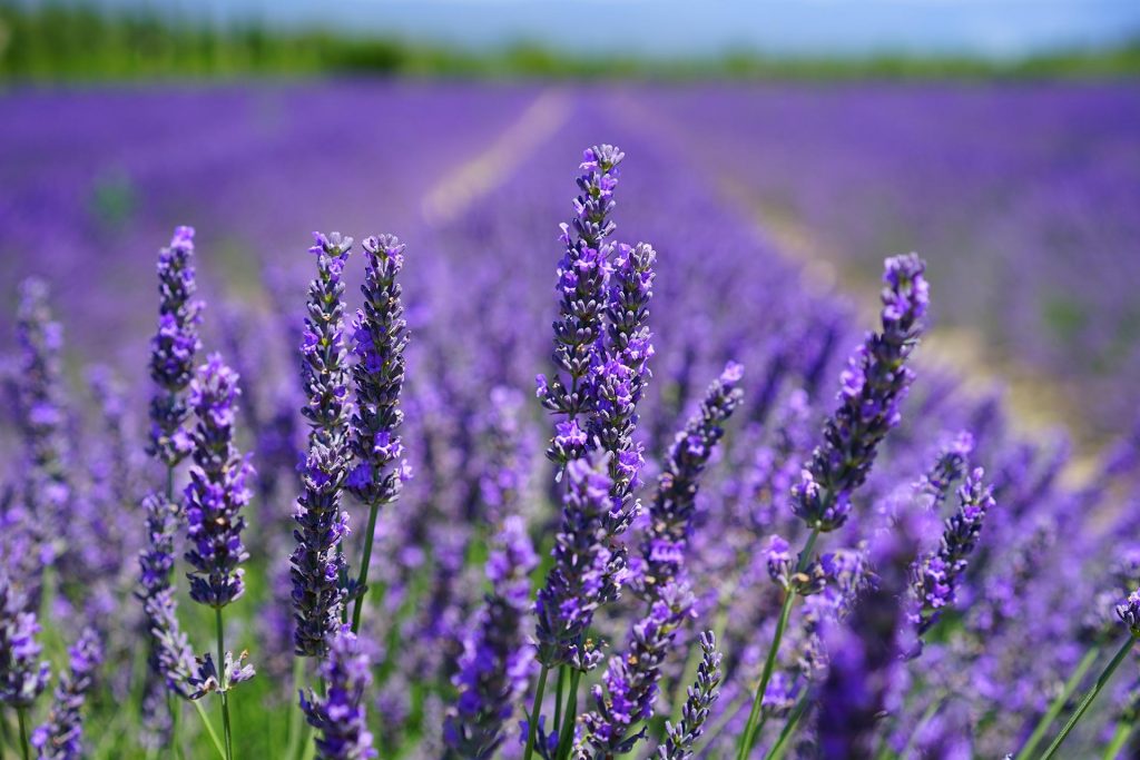 huiles essentielles de lavande pour aider à vous détendre